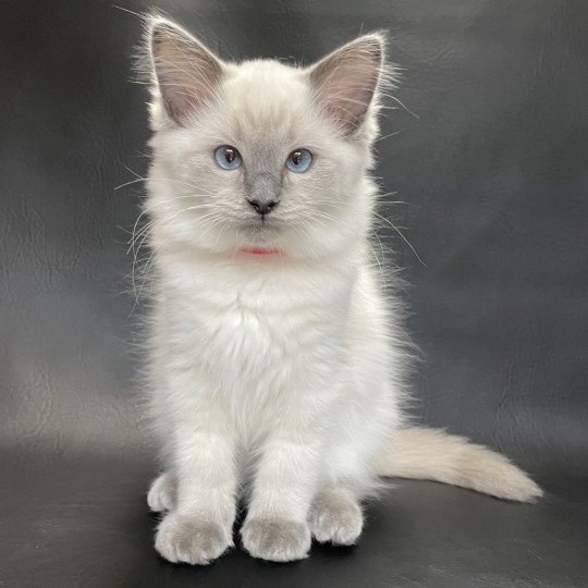 chaton Ragdoll blue point Sir Sherlock Les Ragdolls de la Croisette