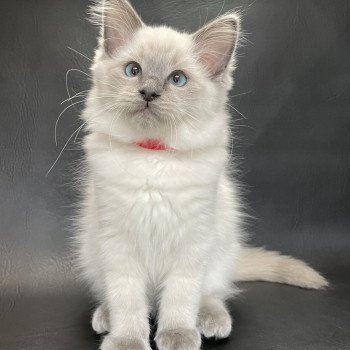 chaton Ragdoll blue point Sir Sherlock Les Ragdolls de la Croisette