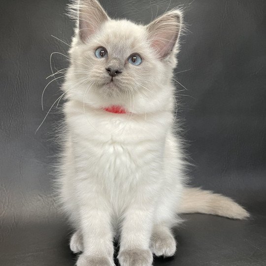 chaton Ragdoll blue point Sir Sherlock Les Ragdolls de la Croisette