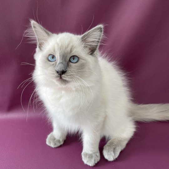 chaton Ragdoll blue point Sir Sherlock Les Ragdolls de la Croisette