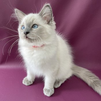 chaton Ragdoll blue point Sir Sherlock Les Ragdolls de la Croisette