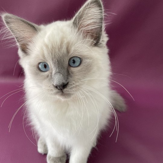 chaton Ragdoll blue point Sir Sherlock Les Ragdolls de la Croisette