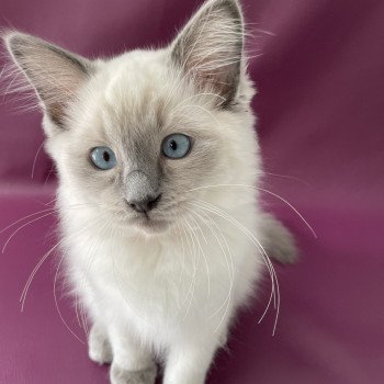 chaton Ragdoll blue point Sir Sherlock Les Ragdolls de la Croisette