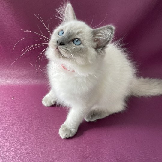 chaton Ragdoll blue point Sir Sherlock Les Ragdolls de la Croisette