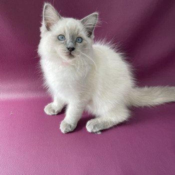 chaton Ragdoll blue point Sir Sherlock Les Ragdolls de la Croisette