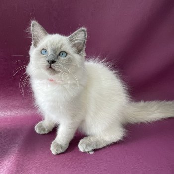 chaton Ragdoll blue point Sir Sherlock Les Ragdolls de la Croisette