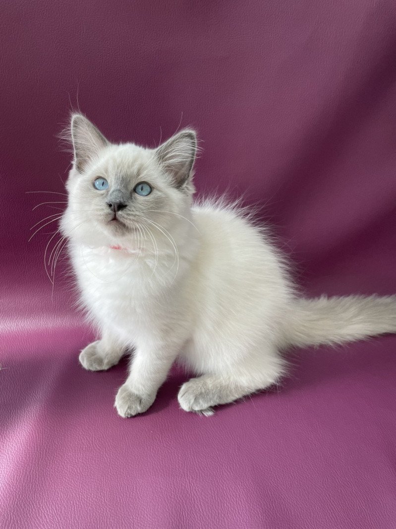 Sir Sherlock De La Croisette Mâle Ragdoll