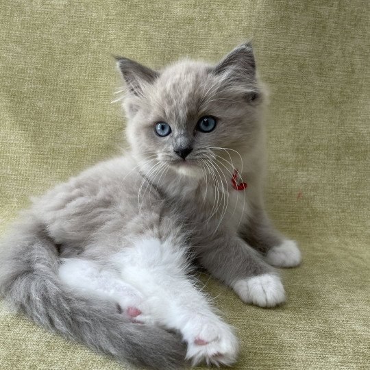 chaton Ragdoll blue mink mitted Rouge Les Ragdolls de la Croisette