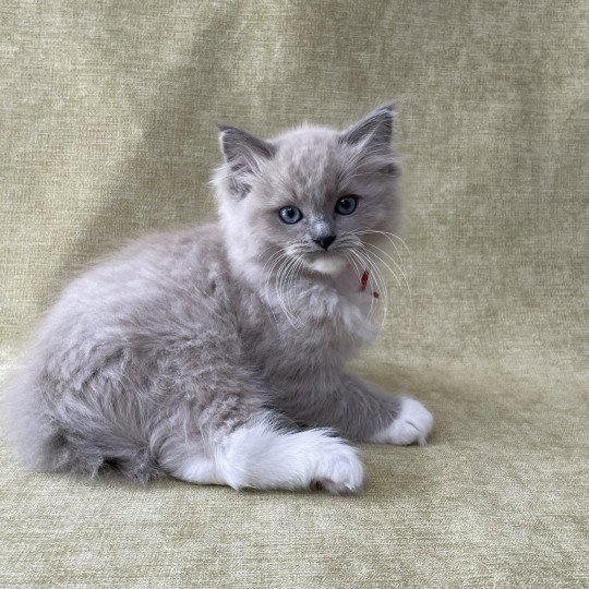 chaton Ragdoll blue mink mitted Rouge Les Ragdolls de la Croisette