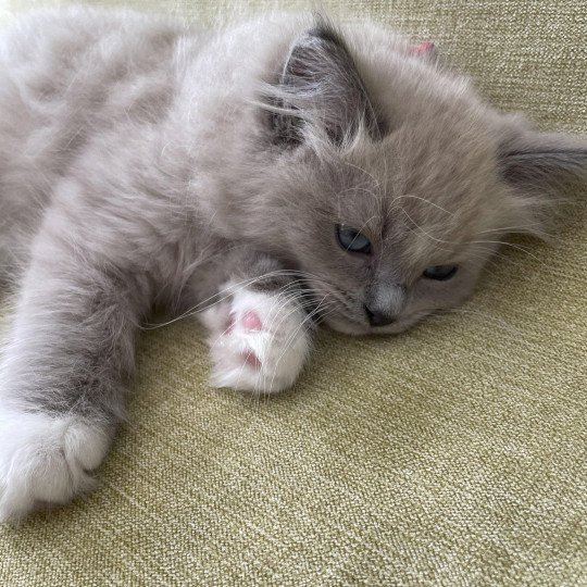 chaton Ragdoll blue mink mitted Rouge Les Ragdolls de la Croisette