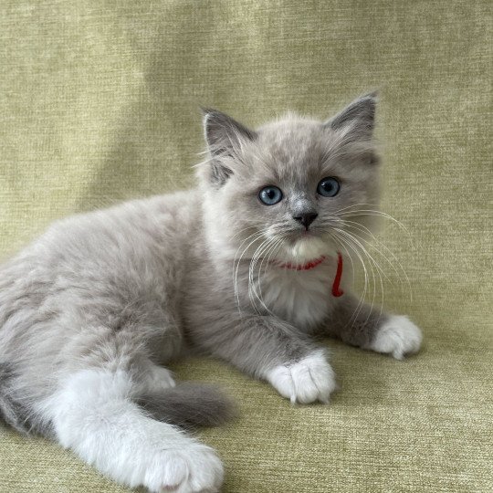 chaton Ragdoll blue mink mitted Rouge Les Ragdolls de la Croisette