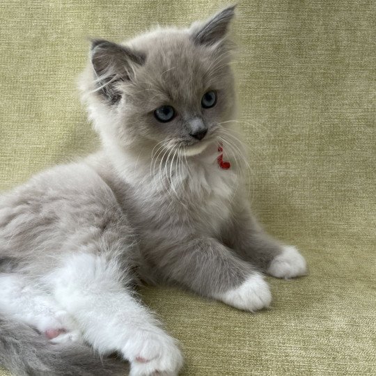 chaton Ragdoll blue mink mitted Rouge Les Ragdolls de la Croisette