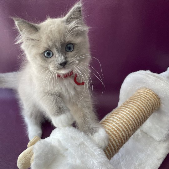 chaton Ragdoll blue mink mitted Tsuki Tagada Tahiti Les Ragdolls de la Croisette