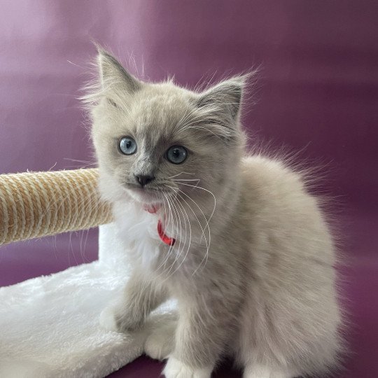 chaton Ragdoll blue mink mitted Tsuki Tagada Tahiti Les Ragdolls de la Croisette