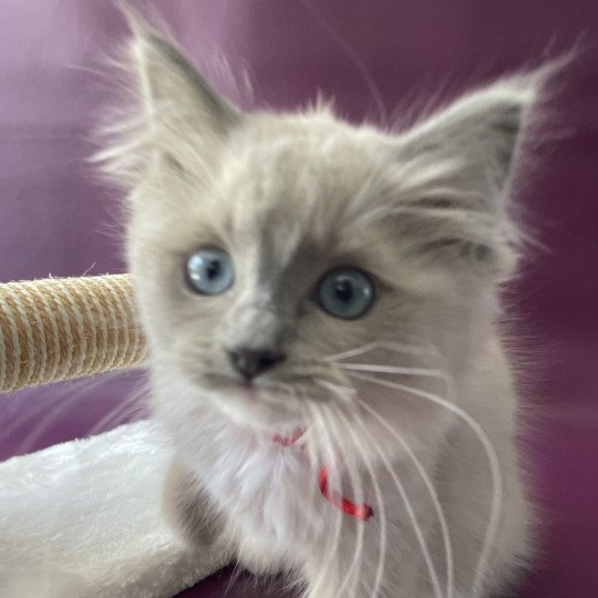 chaton Ragdoll blue mink mitted Tsuki Tagada Tahiti Les Ragdolls de la Croisette