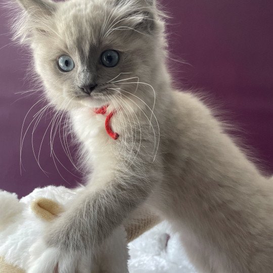 chaton Ragdoll blue mink mitted Tsuki Tagada Tahiti Les Ragdolls de la Croisette