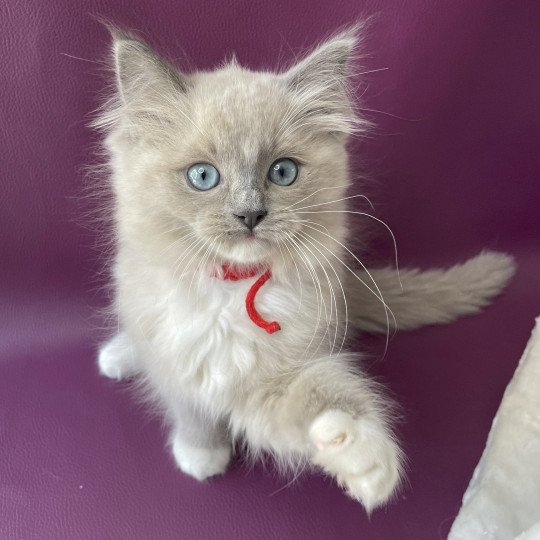 chaton Ragdoll blue mink mitted Tsuki Tagada Tahiti Les Ragdolls de la Croisette