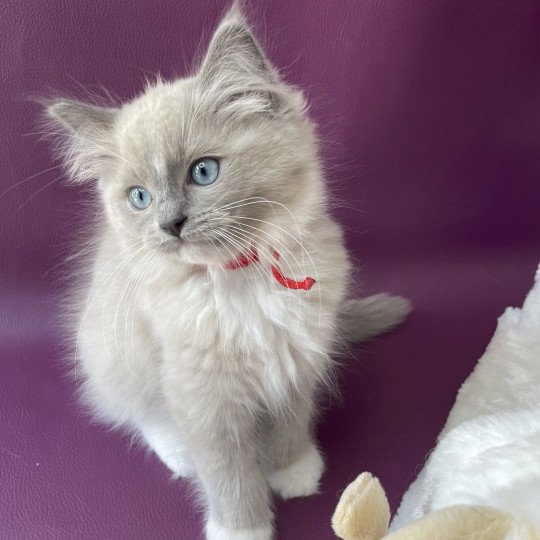 chaton Ragdoll blue mink mitted Tsuki Tagada Tahiti Les Ragdolls de la Croisette