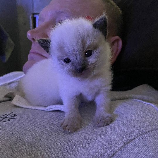 chaton Ragdoll Rouge Les Ragdolls de la Croisette