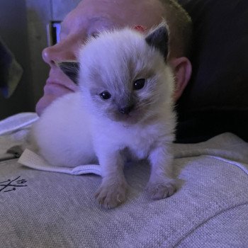 chaton Ragdoll Rouge Les Ragdolls de la Croisette