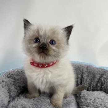 chaton Ragdoll seal point Urfée rouge Les Ragdolls de la Croisette