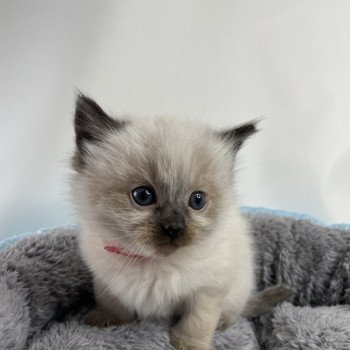 chaton Ragdoll seal point Urfée rouge Les Ragdolls de la Croisette