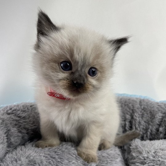 chaton Ragdoll seal point Urfée rouge Les Ragdolls de la Croisette