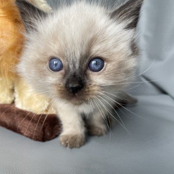 chaton Ragdoll seal point Urfée rouge Les Ragdolls de la Croisette