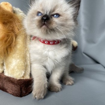 chaton Ragdoll seal point Urfée rouge Les Ragdolls de la Croisette