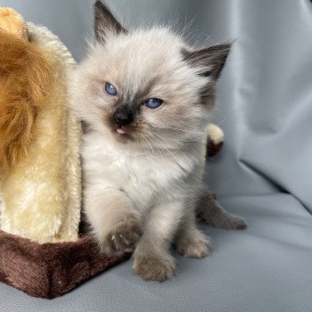 chaton Ragdoll seal point Urfée rouge Les Ragdolls de la Croisette