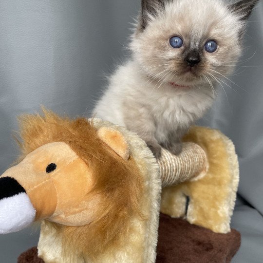 chaton Ragdoll seal point Urfée rouge Les Ragdolls de la Croisette