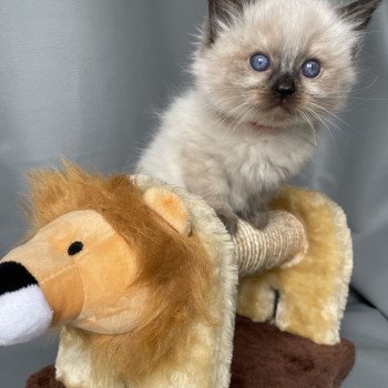 chaton Ragdoll seal point Urfée rouge Les Ragdolls de la Croisette