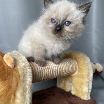 chaton Ragdoll seal point Urfée rouge Les Ragdolls de la Croisette