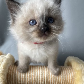 chaton Ragdoll seal point Urfée rouge Les Ragdolls de la Croisette