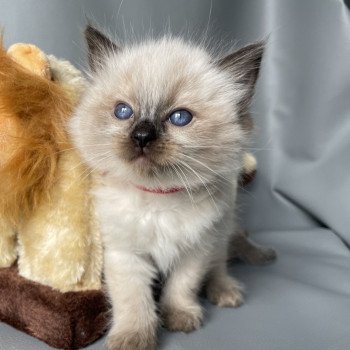 chaton Ragdoll seal point Urfée rouge Les Ragdolls de la Croisette