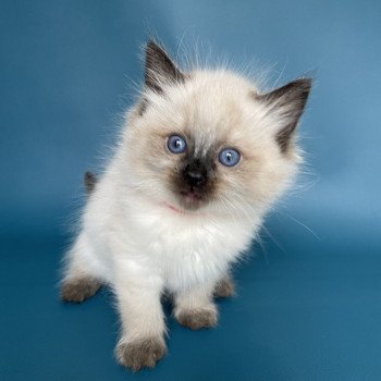 chaton Ragdoll seal point Urfée rouge Les Ragdolls de la Croisette