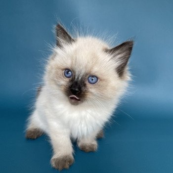 chaton Ragdoll seal point Urfée rouge Les Ragdolls de la Croisette