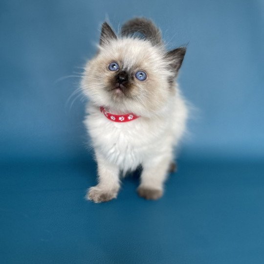 chaton Ragdoll seal point Urfée rouge Les Ragdolls de la Croisette