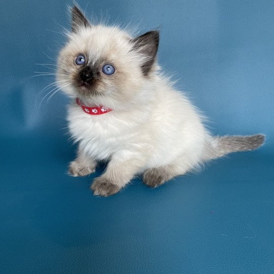 chaton Ragdoll seal point Urfée rouge Les Ragdolls de la Croisette