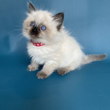 chaton Ragdoll seal point Urfée rouge Les Ragdolls de la Croisette