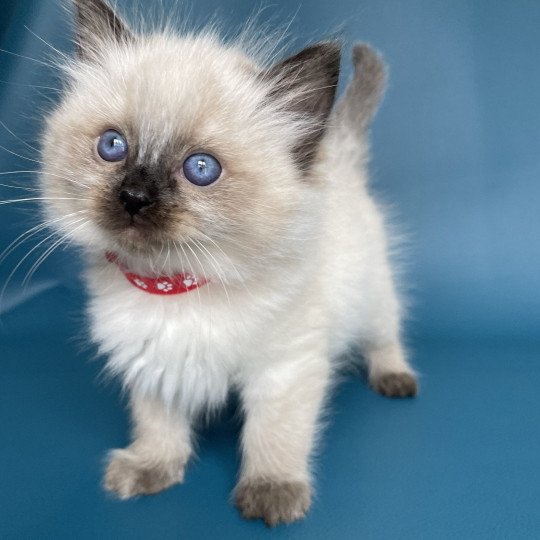 chaton Ragdoll seal point Urfée rouge Les Ragdolls de la Croisette