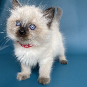 chaton Ragdoll seal point Urfée rouge Les Ragdolls de la Croisette