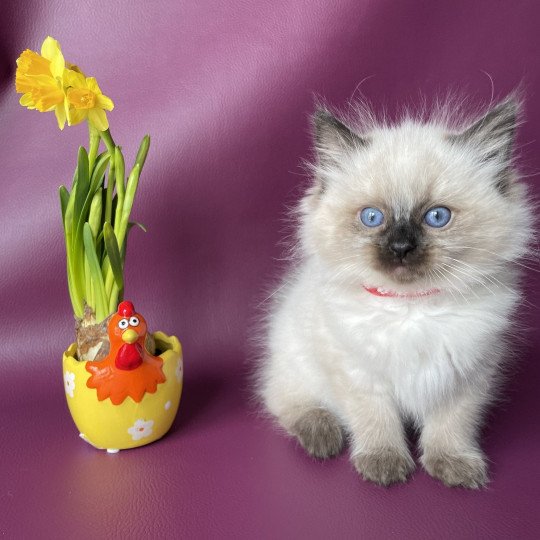 chaton Ragdoll seal point Urfée rouge Les Ragdolls de la Croisette