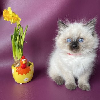 chaton Ragdoll seal point Urfée rouge Les Ragdolls de la Croisette