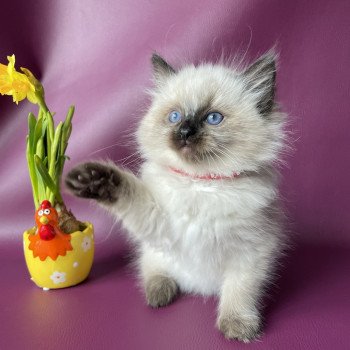 chaton Ragdoll seal point Urfée rouge Les Ragdolls de la Croisette