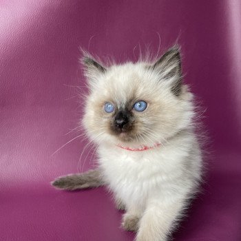 chaton Ragdoll seal point Urfée rouge Les Ragdolls de la Croisette