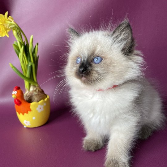 chaton Ragdoll seal point Urfée rouge Les Ragdolls de la Croisette