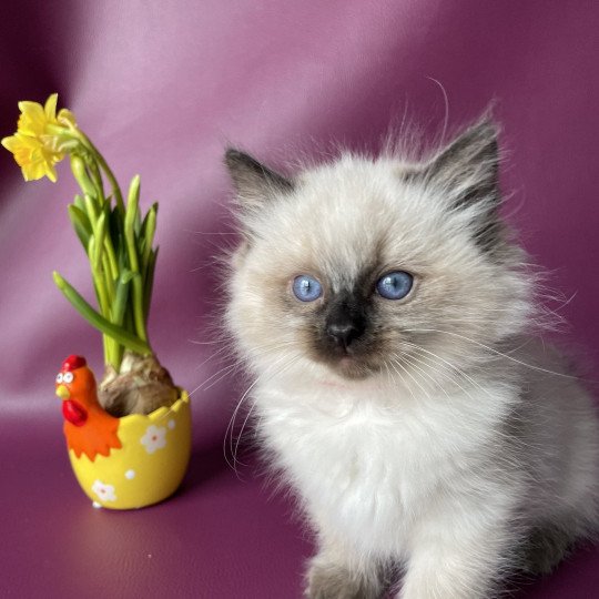 chaton Ragdoll seal point Urfée rouge Les Ragdolls de la Croisette