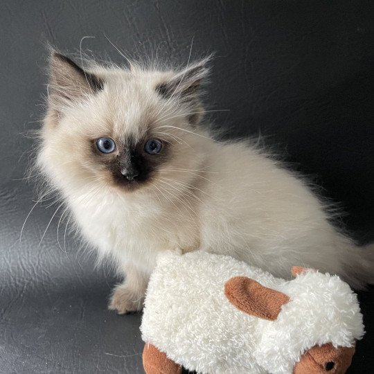 chaton Ragdoll seal point Urfée Les Ragdolls de la Croisette