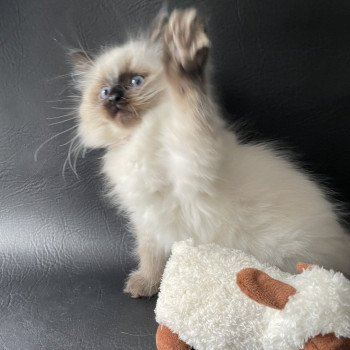 chaton Ragdoll seal point Urfée Les Ragdolls de la Croisette